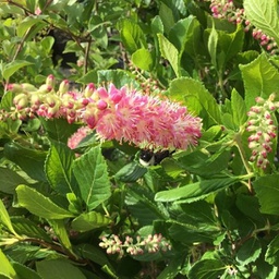 Clethra alnifolia ruby spice