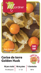 [Cerise de terre Golden Husk] Semences cerise de terre golden husk