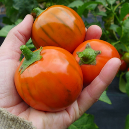 Semences aubergine turkish orange