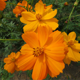 Semences cosmos sulfureux