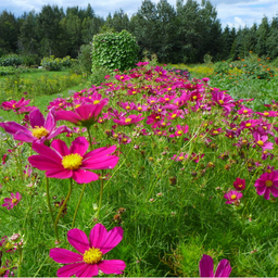 Semences cosmos tetra Versailles red