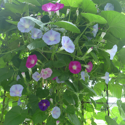 Semences gloires du matin en mélange